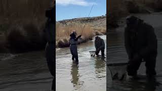 Fly Fishing up Big Browns Utah Desert #flyfishing #fishing #bigbrowntrout #flyfishingutah #letsfish