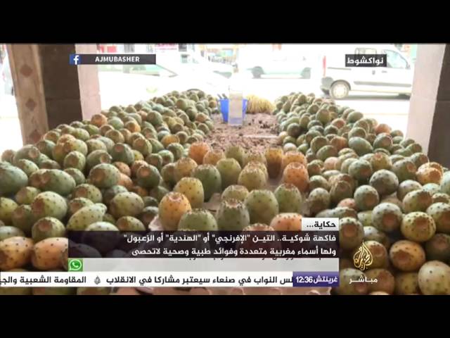 فاكهة شوكية .. التين "الإفرنجي" أو "الهندية" أو "الزعبول" لها فوائد صحية وطبية متعددة