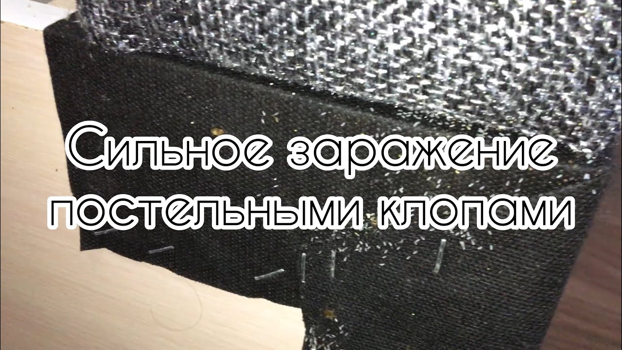 Сильное заражение клопами (Обработка от клопов в СПБ 2021 30) - YouTube