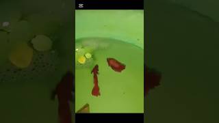 Betta Fish Breeding in Action 🔥  #viralshort #trendingshorts #bettafishbreeding #fishshort