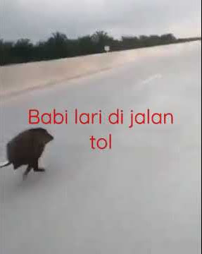 babi hutan lari di jalan tol#shorts