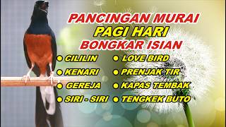 🔴 LIVE 27 - PANCINGAN MURAI BATU PAGI HARI FULL ISIAN TEMBAKAN, MELATIH MURAI EMOSI BONGKAR ISIAN