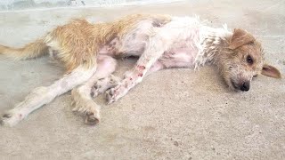 Exhausted and Desperate, Little Dog Gets Back to Life... by AnimalSTEP Official 165,307 views 6 years ago 2 minutes, 45 seconds