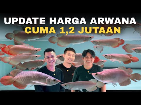 7 Ikan Arwana Termahal di Dunia