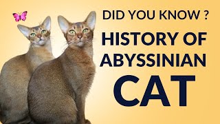 Abyssinian Cat | Cat Funny Cats  | New Funny Cats Videos