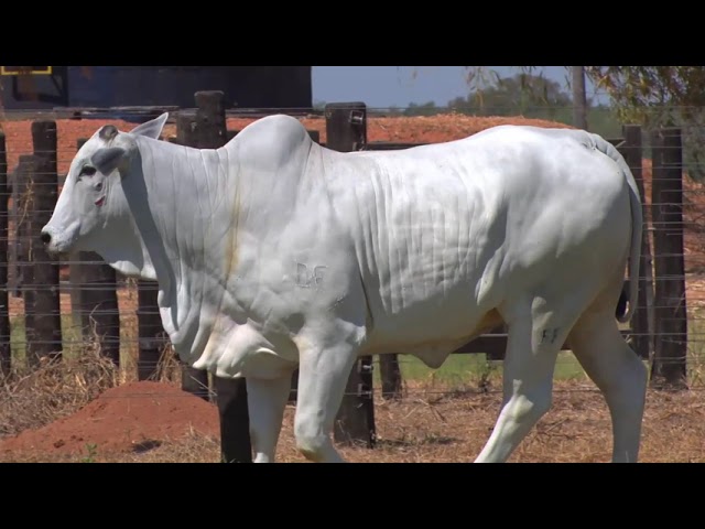 LOTE 23 - 8493 | 42º MEGA LEILÃO ANUAL CARPA FÊMEAS