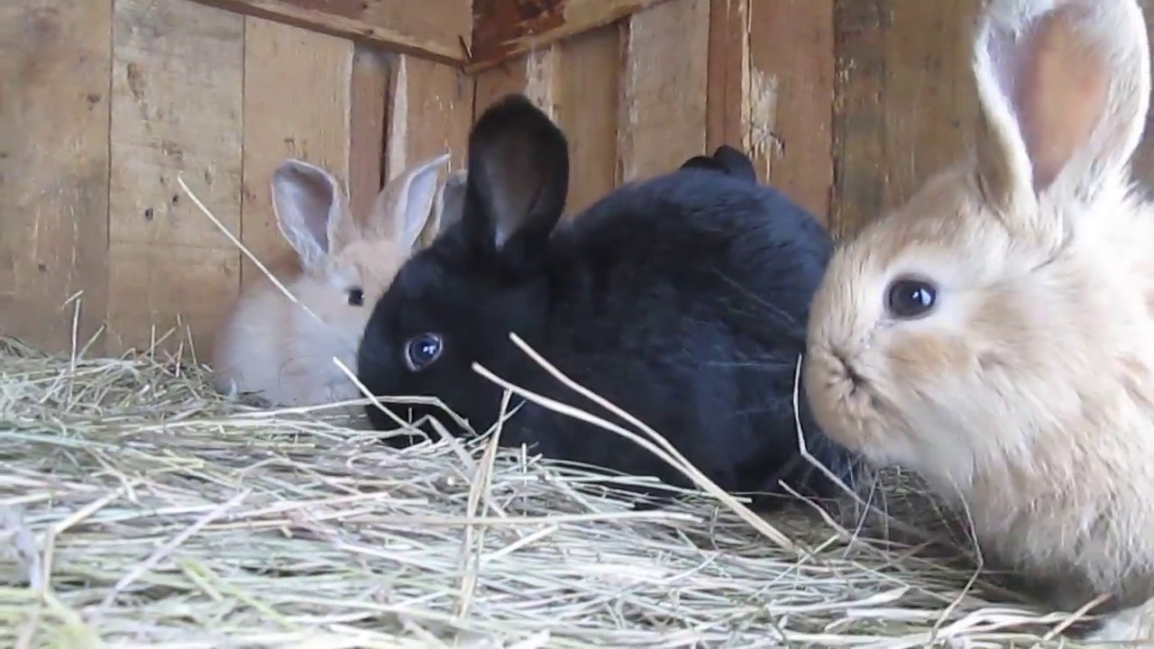 Включи видео кролики. Крольчата 1 месяц. Крольчонок в 1.5 месяца. Кролик 1.5 месяца. Домашние кролики которым 1 месяц.