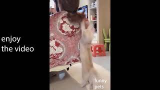 Try Not To Laugh Watching Funny Animals Compilation | Funniest Animals Vines 2020