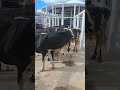 Feira de animais de afogados da igazeira pe