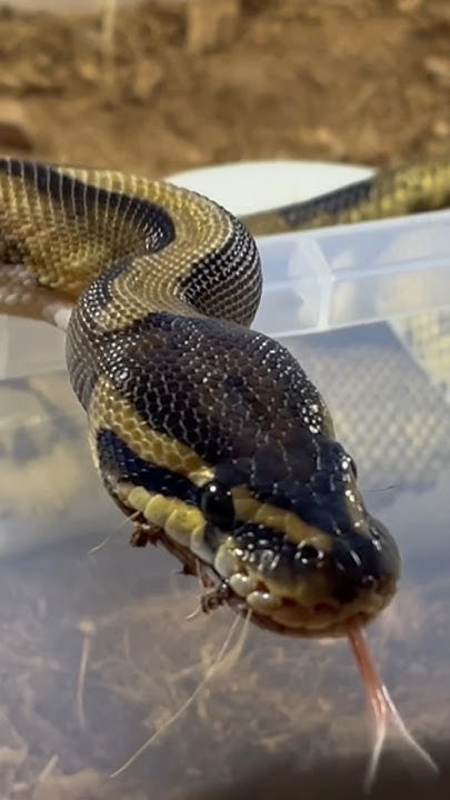 FLUFFY | Royal Python | #short II (25.04.24) - YouTube