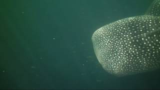 Spirosub Tauchreisen: Walhaie in Cenderawasih Bay
