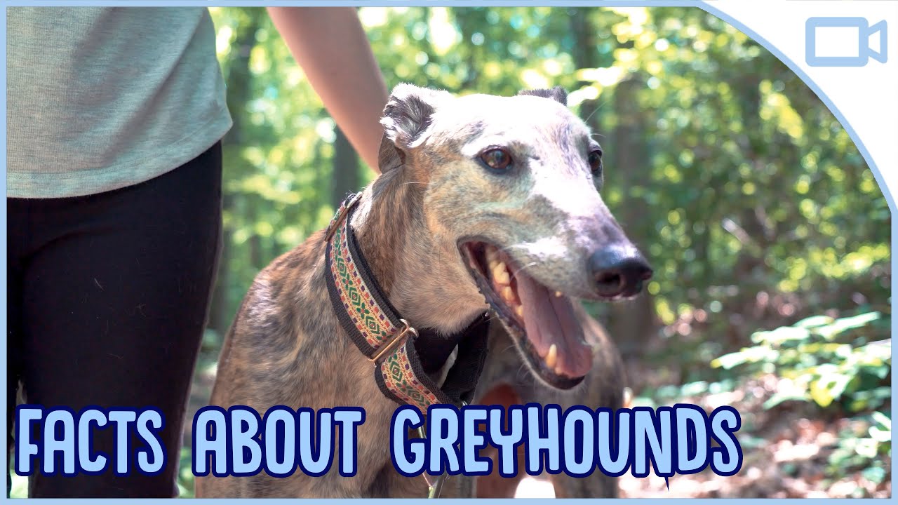 Facts About Greyhounds You Facts About Greyhounds You