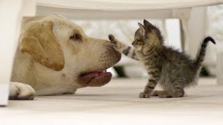 Dog and cat compilation funny videos by One Minute pets 256 views 2 years ago 5 minutes, 42 seconds