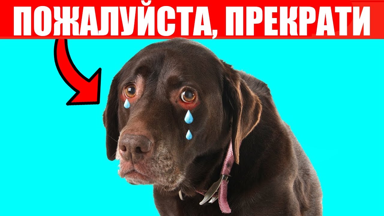 16 Ошибок, Которые Собаки НЕНАВИДЯТ в Людях!