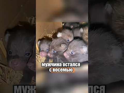 Спас очень странную беременную собаку🤔😱 #милыеживотные #животные