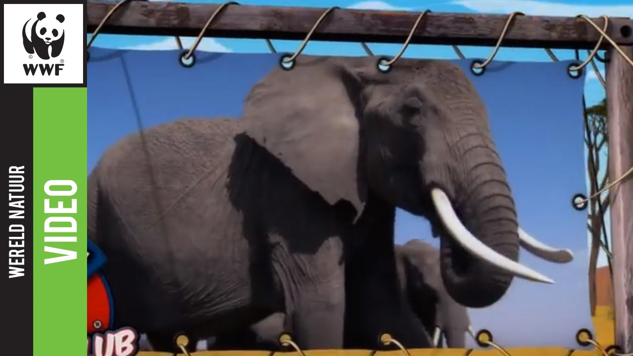 Wnf Ranger Club De WNF Rangerclub, voor alle natuurliefhebbers van 6 tot 12 jaar - YouTube
