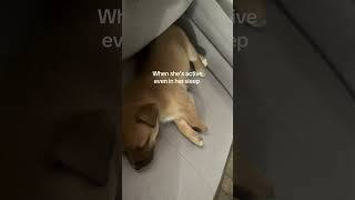 When she’s active , Even in her sleep #dog #pitsky #cutedogs #sleepingdogs #puppy #cutepuppy