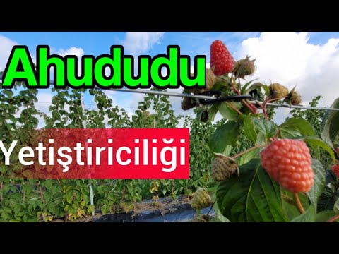 Video: Bölge 3 İçin Ahududu - Soğuk İklimler İçin İyi Ahududu Çalıları Nelerdir?