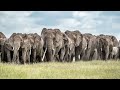 Paula Kahumbu | Kenya | A film narrated by Sir David Attenborough for the 2021 Whitley Awards