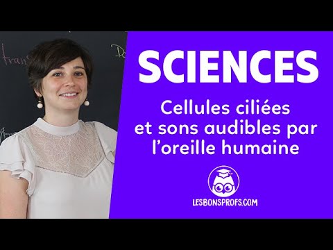 Cellules ciliées et sons audibles par l’oreille humaine - Sciences - Première - Les Bons Profs