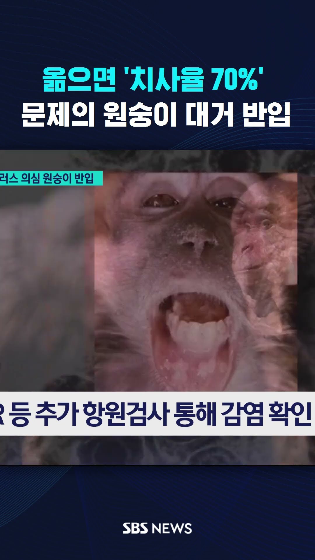 [단독] '치사율 70%' 바이러스 의심 원숭이 대거 반입  #shorts
