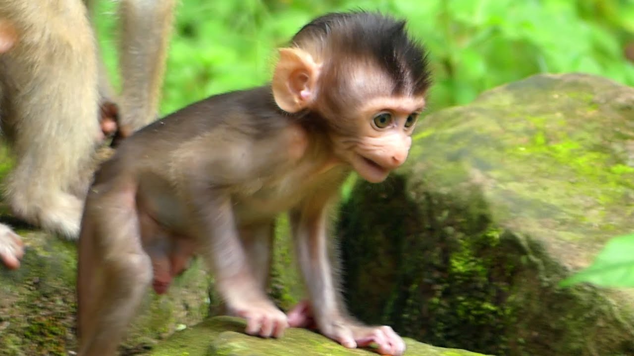 BB Brady is learning and training by herself by jumping & walking on the stones