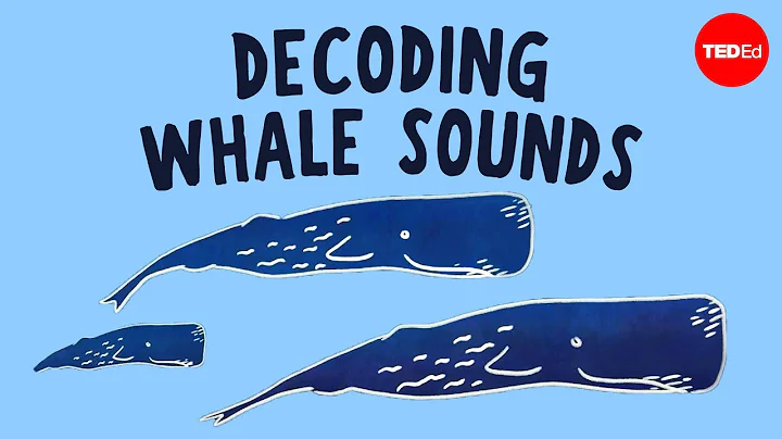 How does whale communication work? - David Gruber and Shane Gero