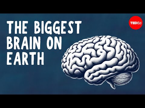 What the biggest brain on Earth can do - David Gruber and Shane Gero thumbnail
