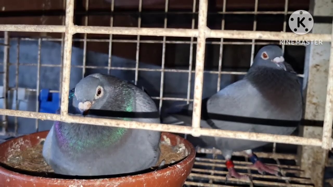 BREEDING UPDATE DQ LINES SALANG! MIDTOSS DISASTER INABOT! BAWAS BAWAS TAYO! CANDELARIA QUEZON 60 KMS