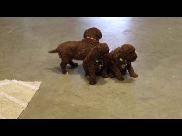 Julie video thumbnail