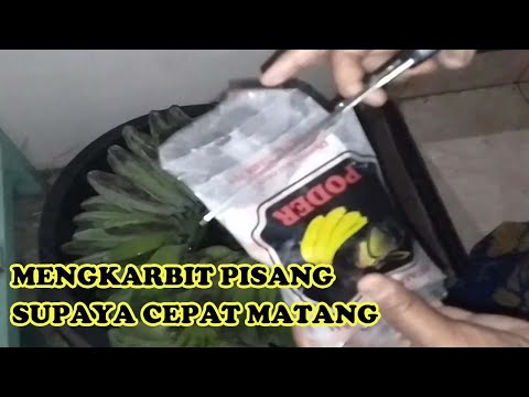 Step Kematangan Pisang