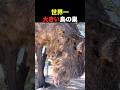 世界一大きい鳥の巣
