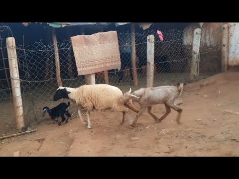 هل رأيت تهجين من قبل بين دكر الماعز والنعجة