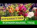 Бугенвиллия формирование, пересадка, уход