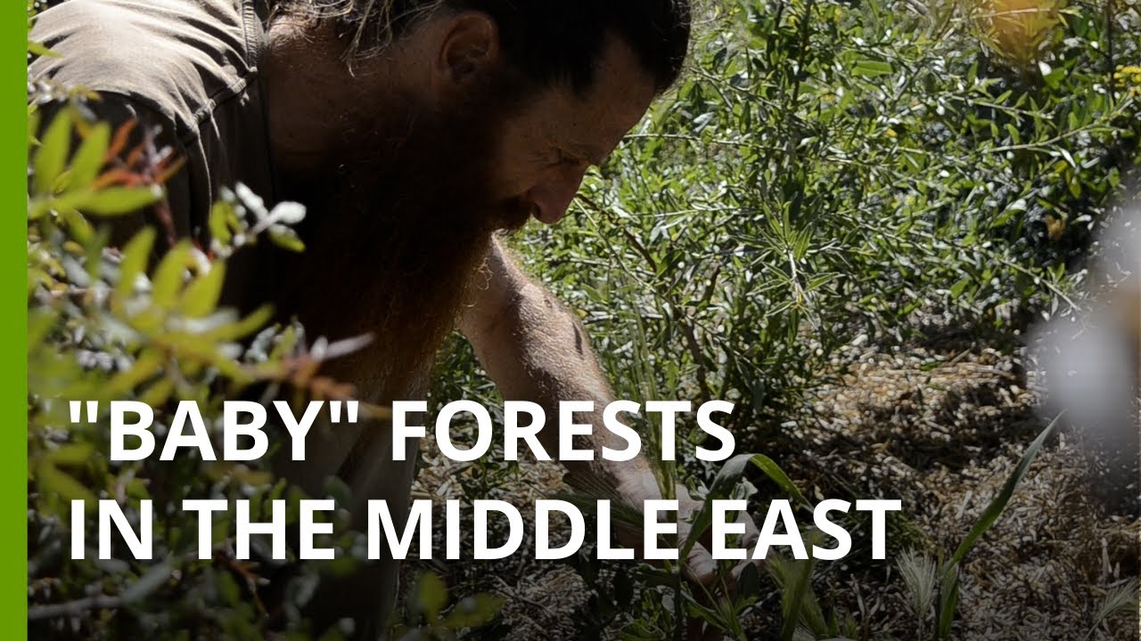 How an ancient Japanese technique is helping to restore native flora in Amman, Jordan