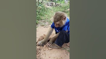 Unexpected Video ! SokYaa Found Crab Appeal Like This #shorts