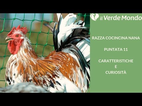 La Razza Cocincina