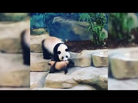 best-animals-of-2018-|-funny-animals-video-|-funny-dog-|-funny-panda