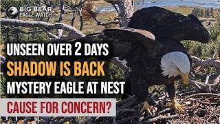 Full Shadow Reappeared After 2 Days - Mystery Eagle at Nest Raises New Questions | Big Bear Eagles Guide