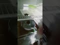 titan speakerman trapped in the refrigerator