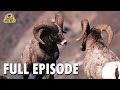 Wild America | Special E5 'Spectacular Showdowns' | Full Episode | FANGS
