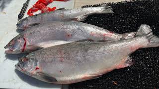Alaska fishing 2022, Dipnetting on the Kenai River HD 1080p