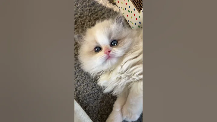 Watch the video about Ragdoll Kitten Wants to Play 🐱 #catshorts #kitten #cat