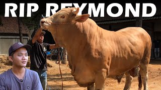 KLARIFIKASI - ADA APA DENGAN REYMOND || Sapi jumbo kesayangan