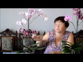Заболевания и вредители орхидей