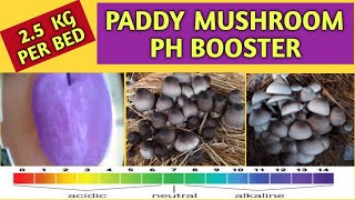 PADDY MUSHROOM 2.5 KG PER BED BY APPLYING PH BOOSTER