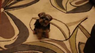 Yorkie vs Balloon (after party) by Agent the teacup Yorkie 243 views 7 years ago 3 minutes, 59 seconds