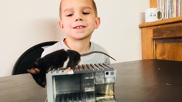 Lego Mouse Trap Build Live Catch Mouse Trap