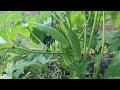 July 14, 2024 - Kinder Bed - Okra