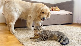How Golden Retriever Spends Time with His Best Friend Sammy the Cat